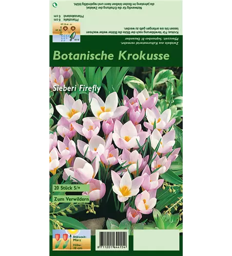 Garten-Krokus 'Firefly'