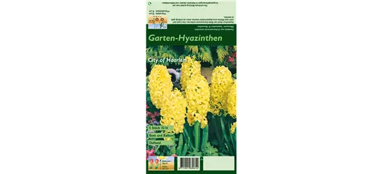 Hyazinthe 'City Of Haarlem'