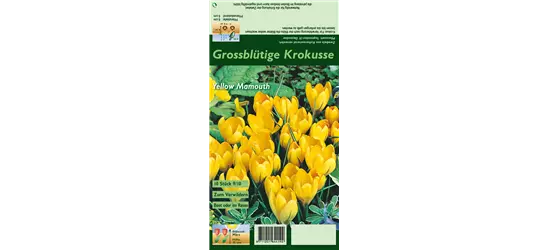 Frühlings-Krokus 'Yellow Mammoth'