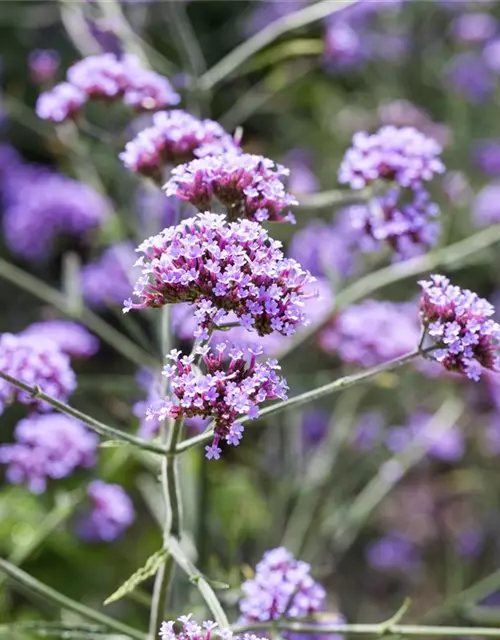 Eisenkraut 'Lollipop'
