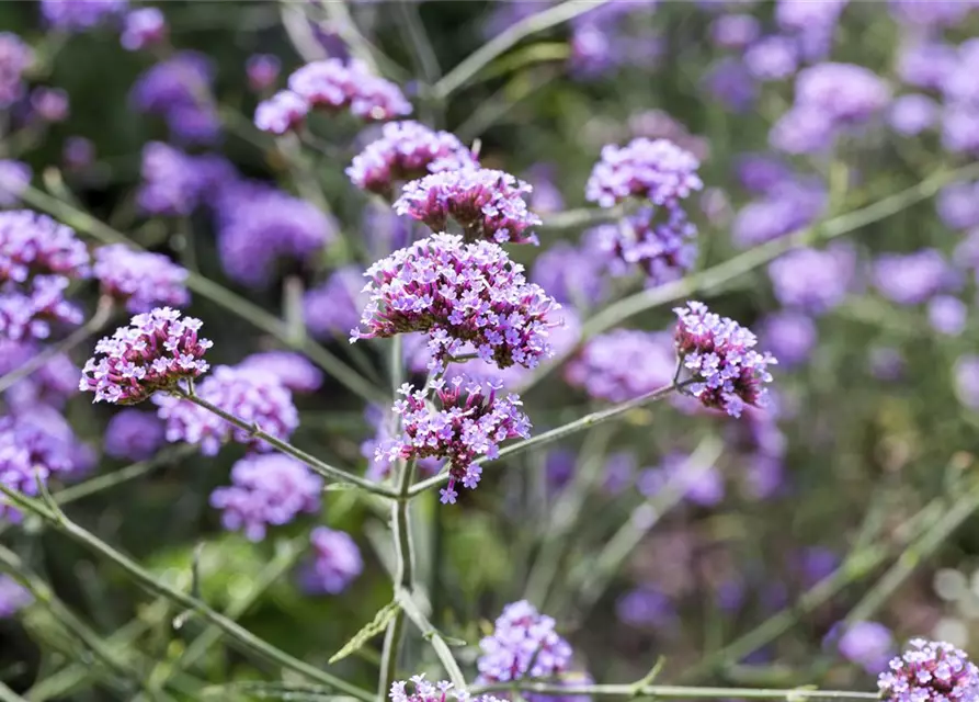 Eisenkraut 'Lollipop'