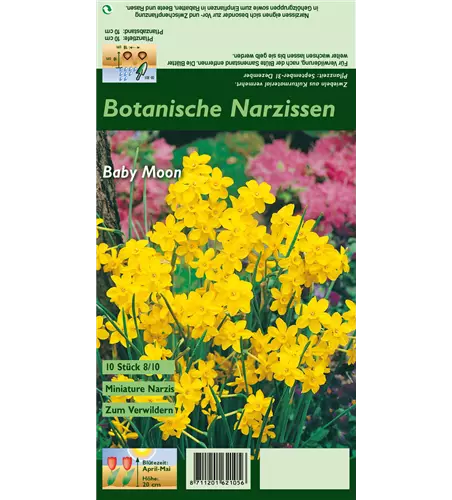 Narzisse 'Baby Moon'