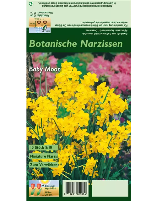 Blumenzwiebel Set 'Yellow Destiny'