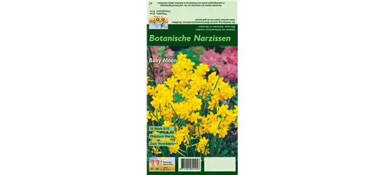 Narzisse 'Baby Moon'
