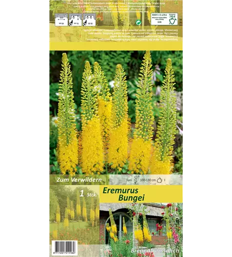 Schmalblättrige Steppenkerze