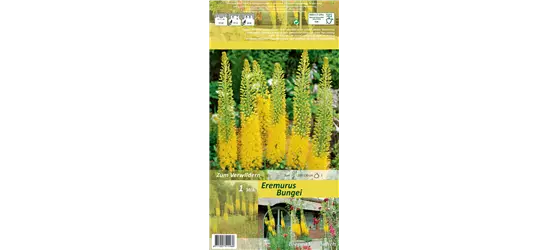 Schmalblättrige Steppenkerze