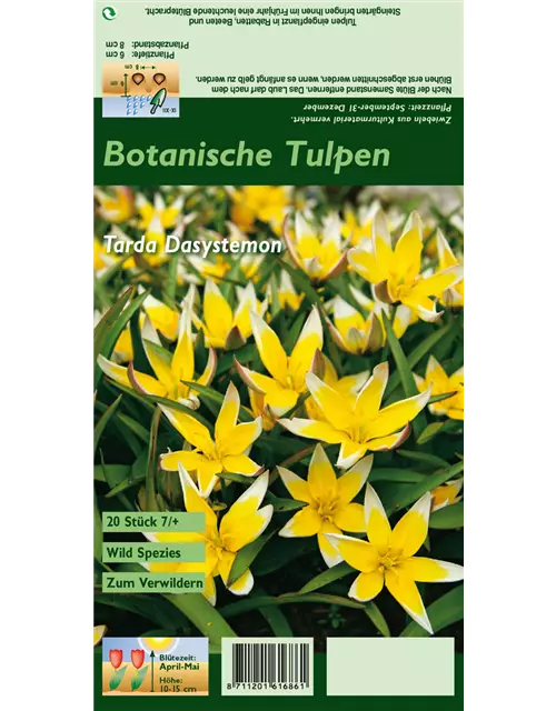 Wild-Tulpe 'Dasystemon'