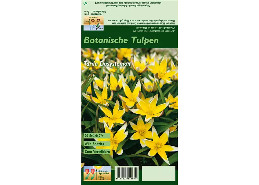 Wild-Tulpe 'Dasystemon'