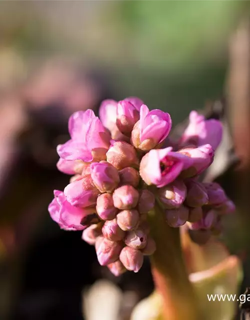 Bergenia cordifolia 'Herbstblüte'