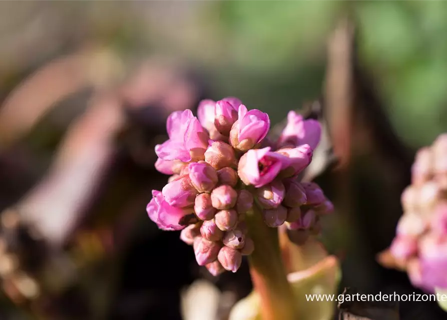 Bergenia cordifolia 'Herbstblüte'
