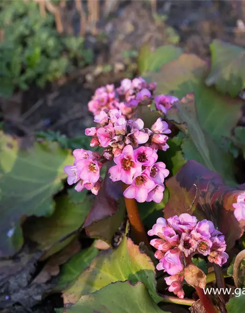 Bergenia cordifolia 'Herbstblüte'