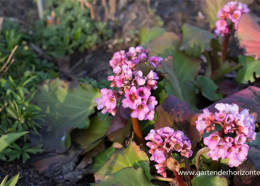 Bergenia cordifolia 'Herbstblüte'