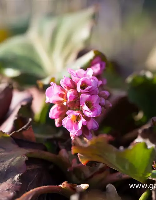 Bergenia cordifolia 'Herbstblüte'