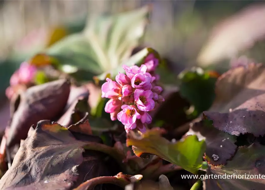 Bergenia cordifolia 'Herbstblüte'
