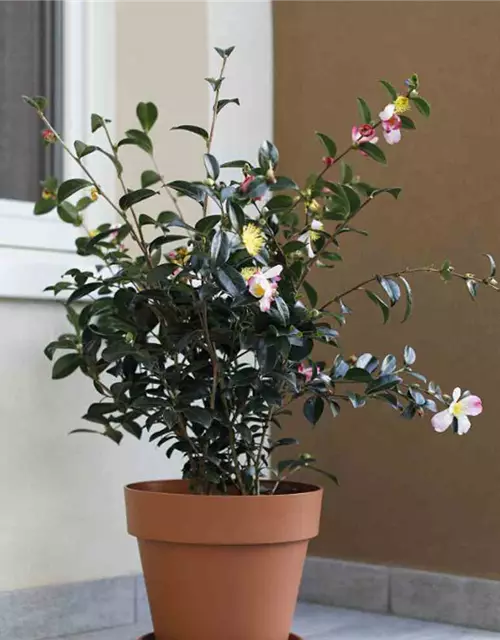 Euro3Plast Kübel 100 cm anthrazit