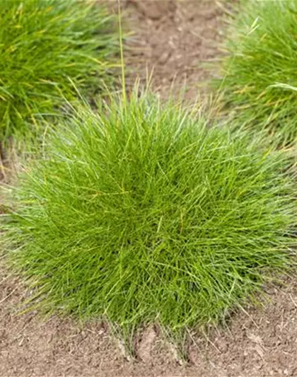 Zwergiger Bärenfell-Schwingel 'Teddybär' Zwergiger Bärenfell-Schwingel 'Teddybär'