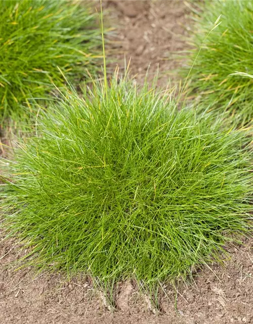Bärenfell-Schwingel