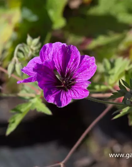 Armenischer Storchschnabel