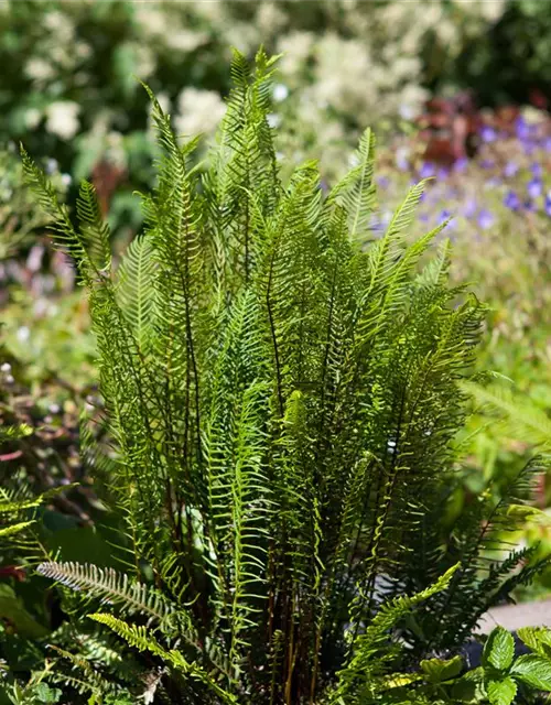 Blechnum spicant