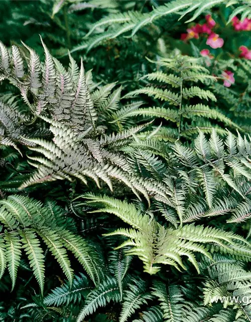 Athyrium niponicum 'Metallicum'