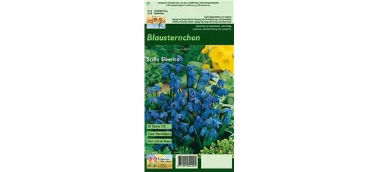 Sibirischer Blaustern