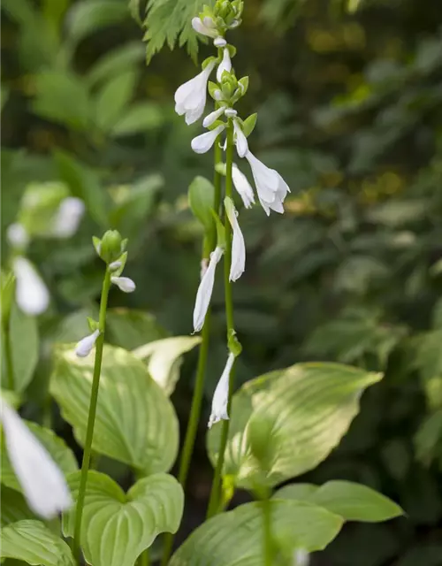 Duftende Garten-Lilien-Funkie 'Royal Standard'