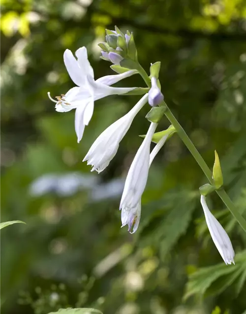 Duftende Garten-Lilien-Funkie 'Royal Standard'