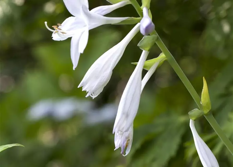 Duftende Garten-Lilien-Funkie 'Royal Standard'
