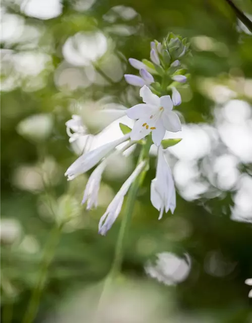 Duftende Garten-Lilien-Funkie 'Royal Standard'