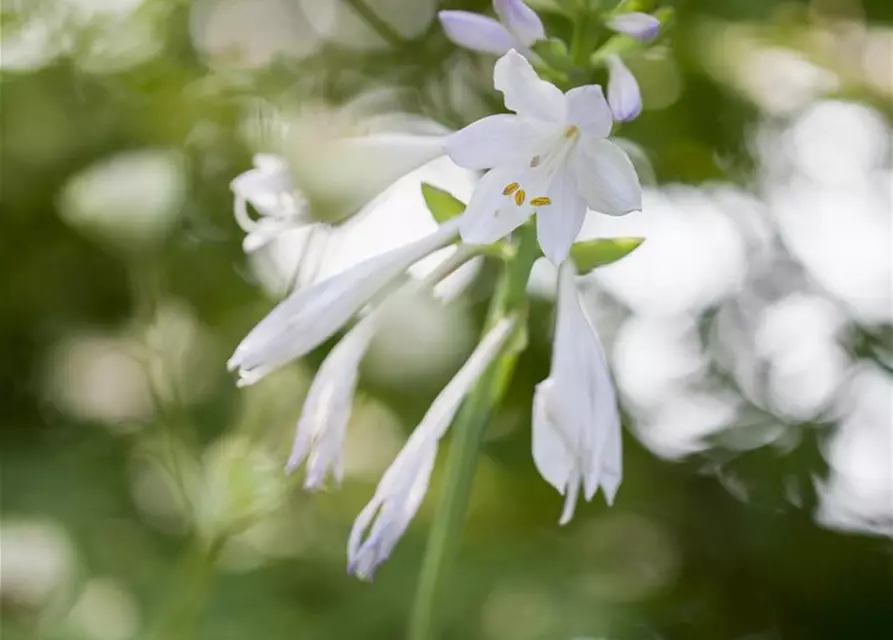 Duftende Garten-Lilien-Funkie 'Royal Standard'