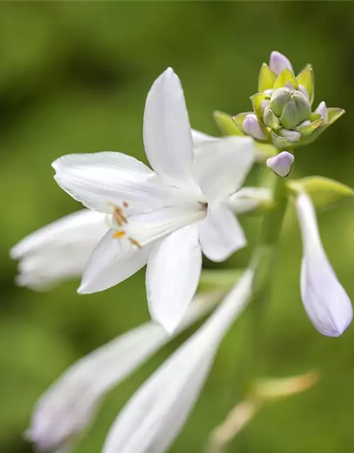 Duftende Garten-Lilien-Funkie 'Royal Standard'