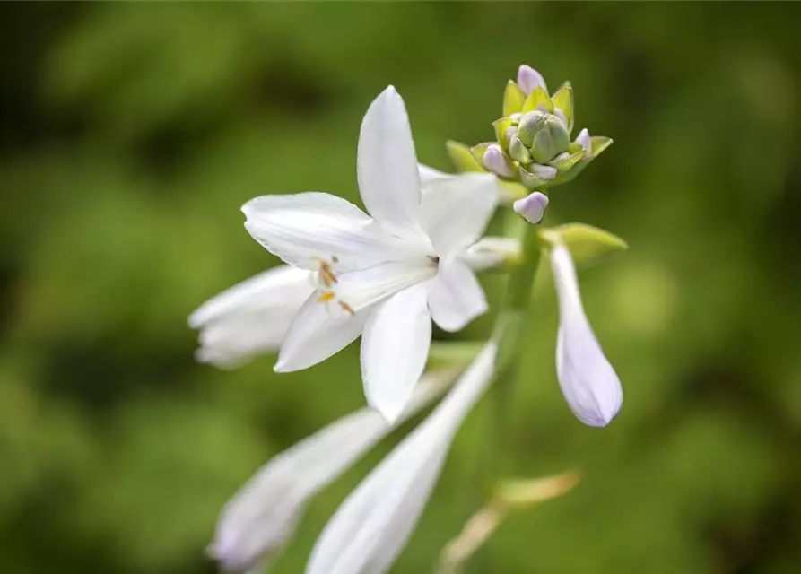 Duftende Garten-Lilien-Funkie 'Royal Standard'