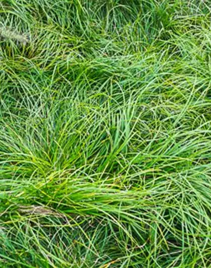 Carex umbrosa