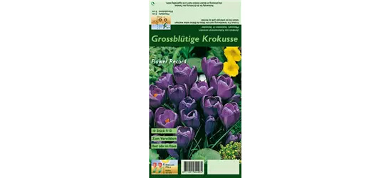Frühlings-Krokus 'Flower Record'