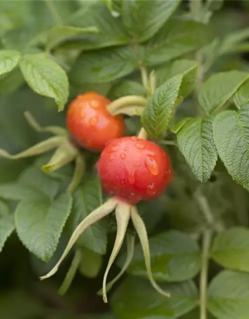 Apfel-Rose