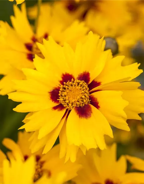 Coreopsis lanceolata 'Sterntaler'