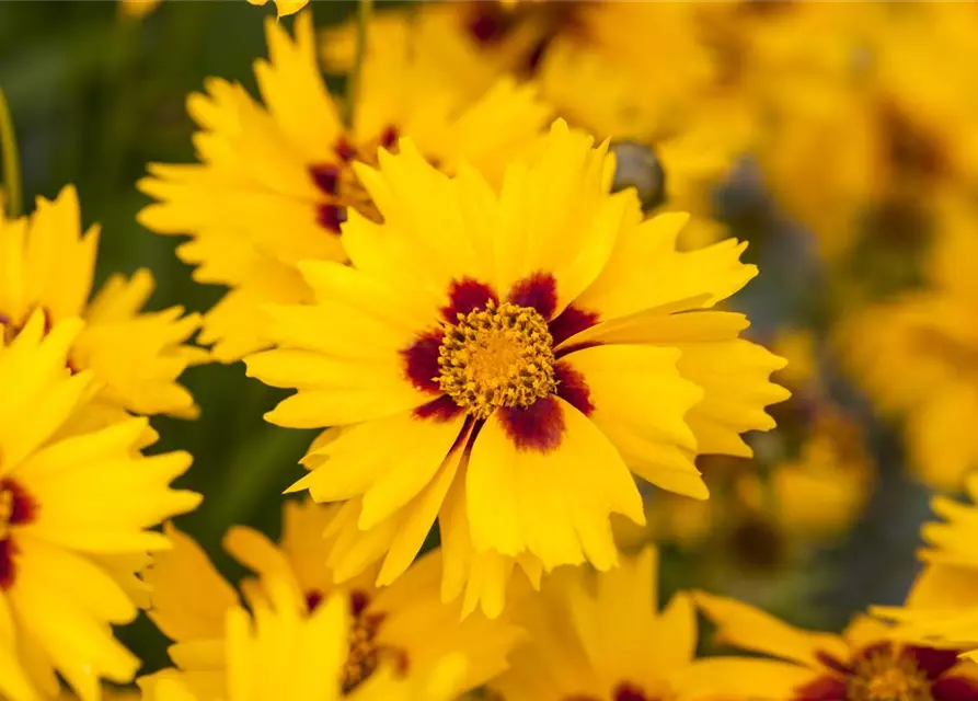 Coreopsis lanceolata 'Sterntaler'