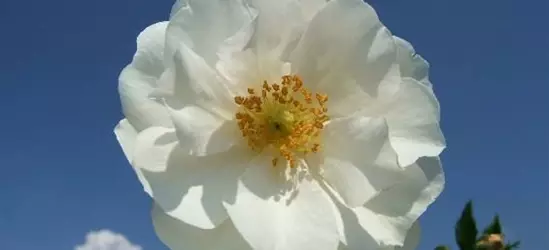 Beetrose 'Diamant'®