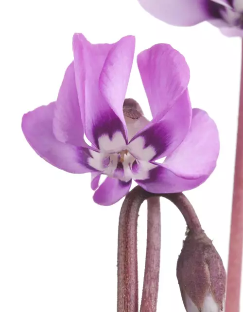 Cyclamen coum