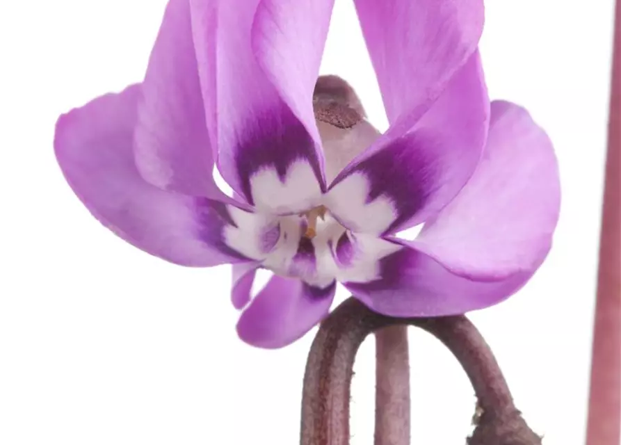 Cyclamen coum