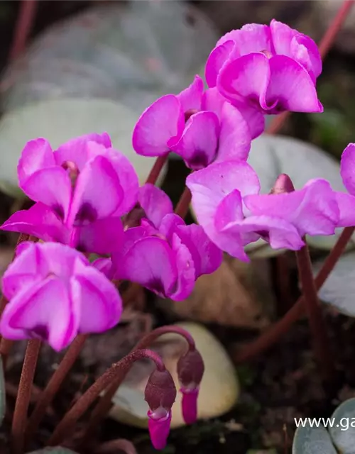 Cyclamen coum