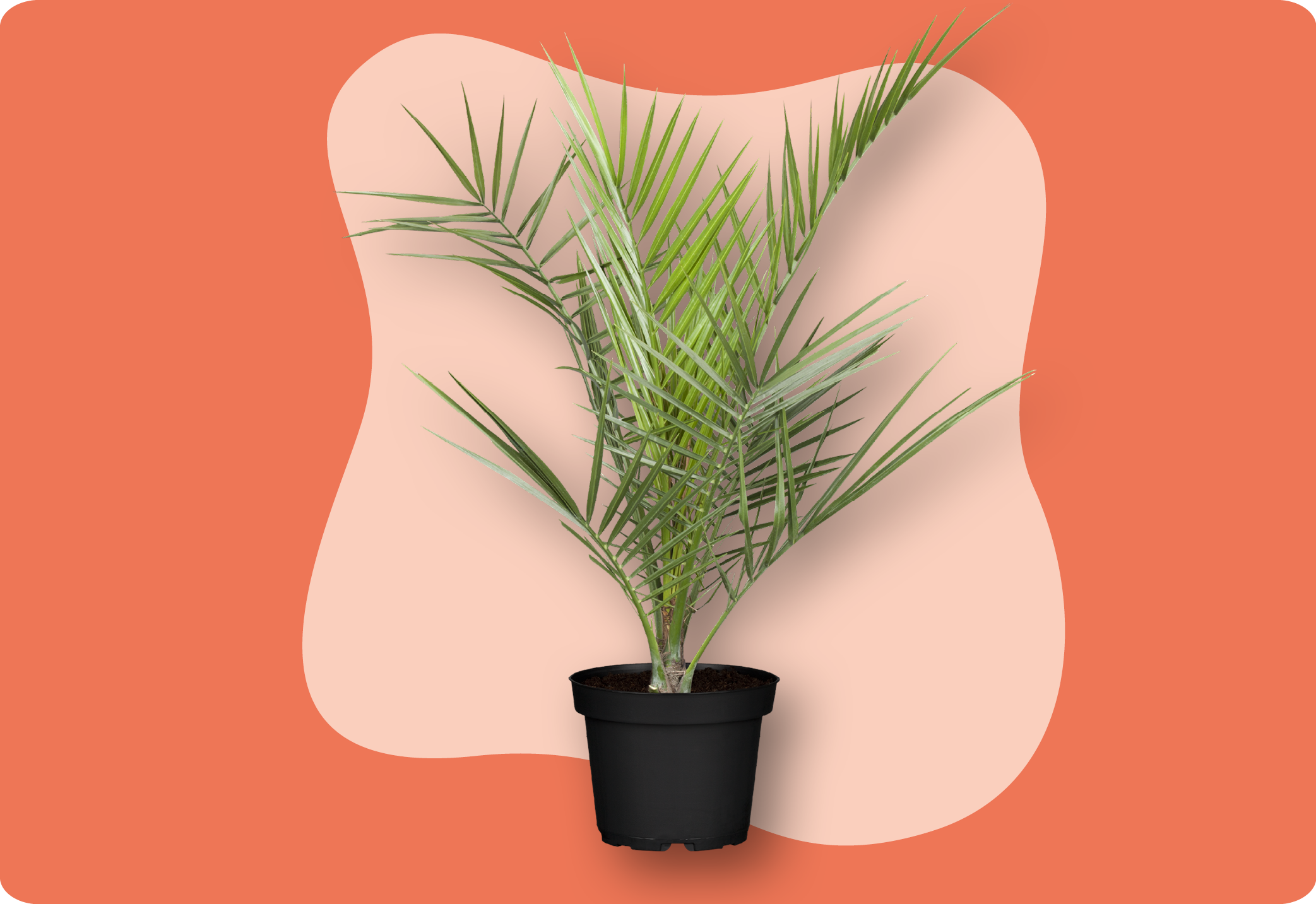 Phoenix_canariensis_in_kiefls_welt_kiefl_gartencenter_in_gauting_bei_muenchen.png
