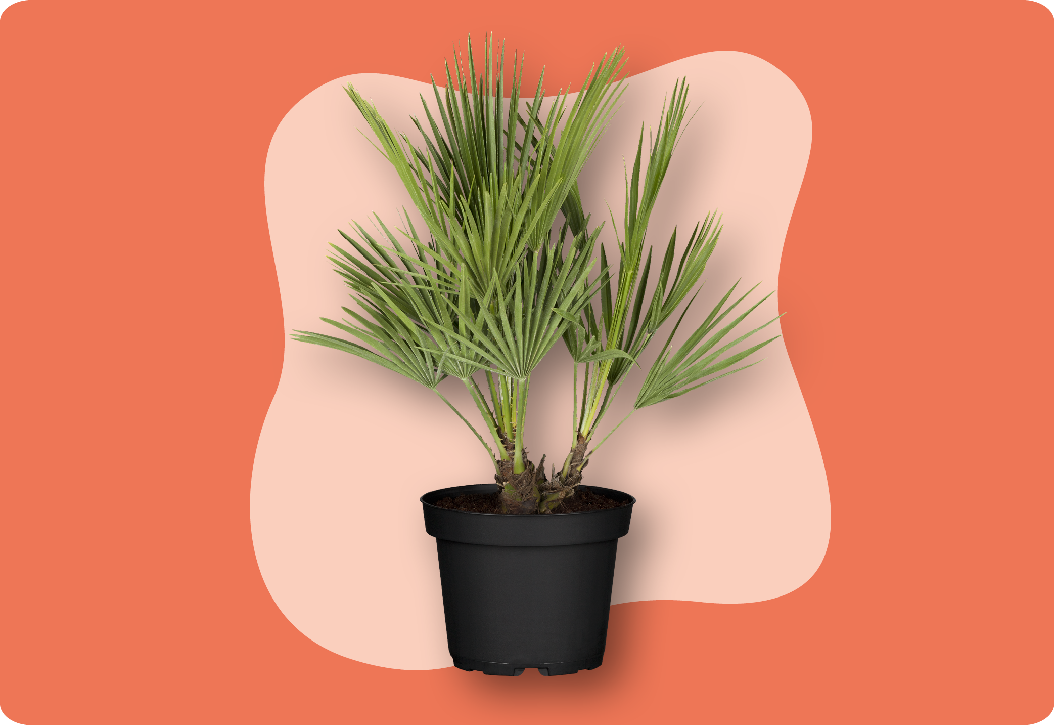 Chamaerops_humilis_in_kiefls_welt_kiefl_gartencenter_in_gauting_bei_muenchen.png