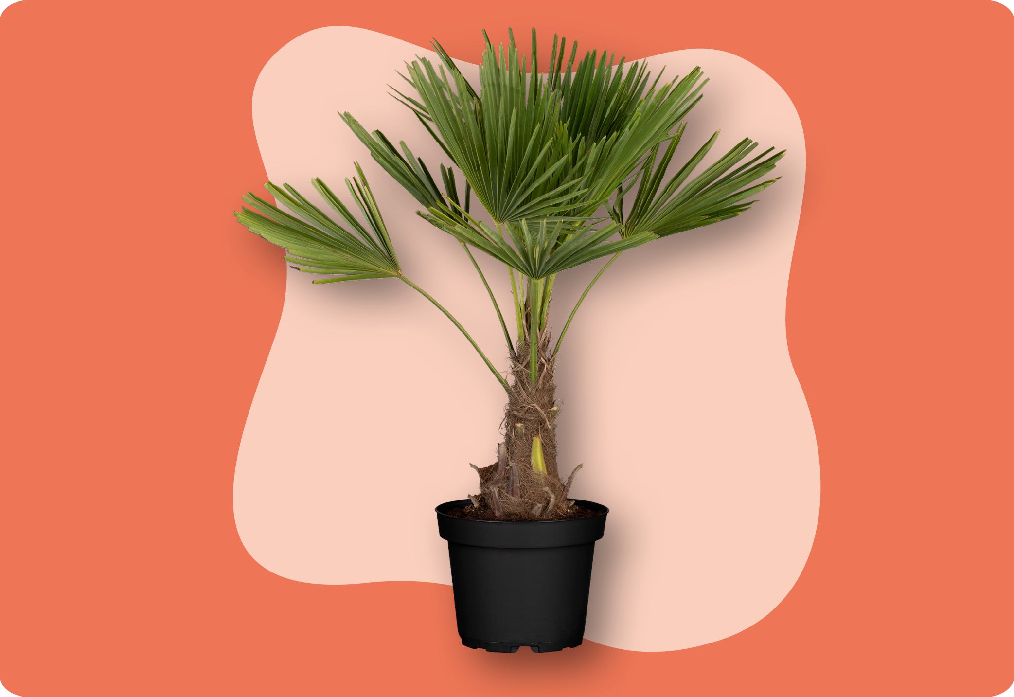 Trachycarpus_fortunei_in_kiefls_welt_kiefl_gartencenter_in_gauting_bei_muenchen.png