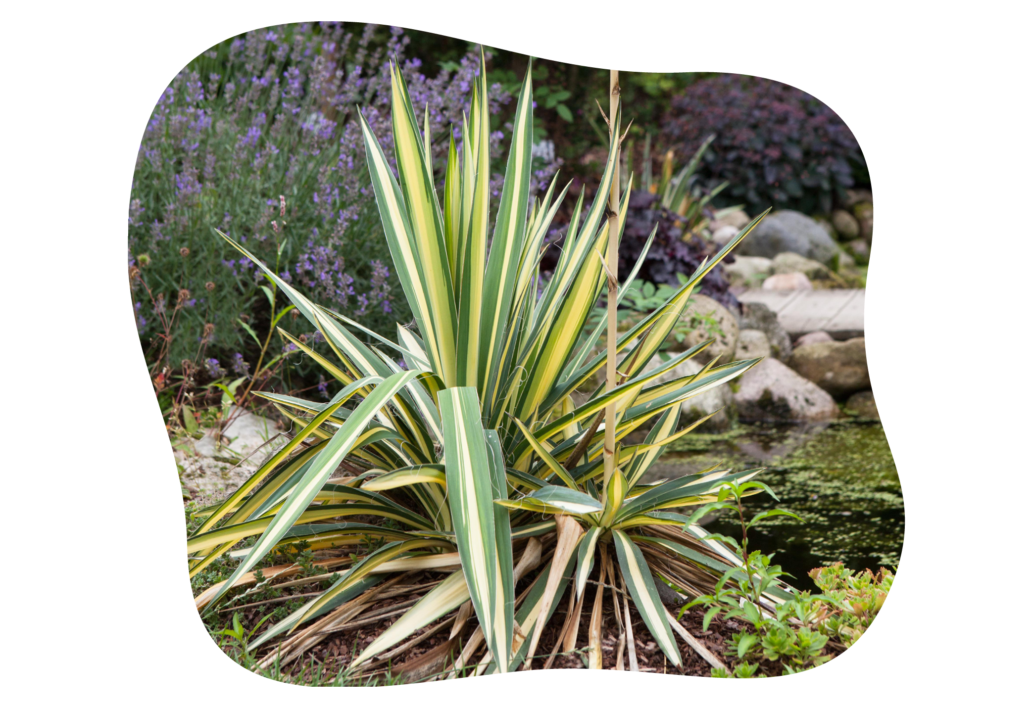 yucca_in_kiefls_welt_gartencenter_kiefl_in_gauting_bei_meunchen.png