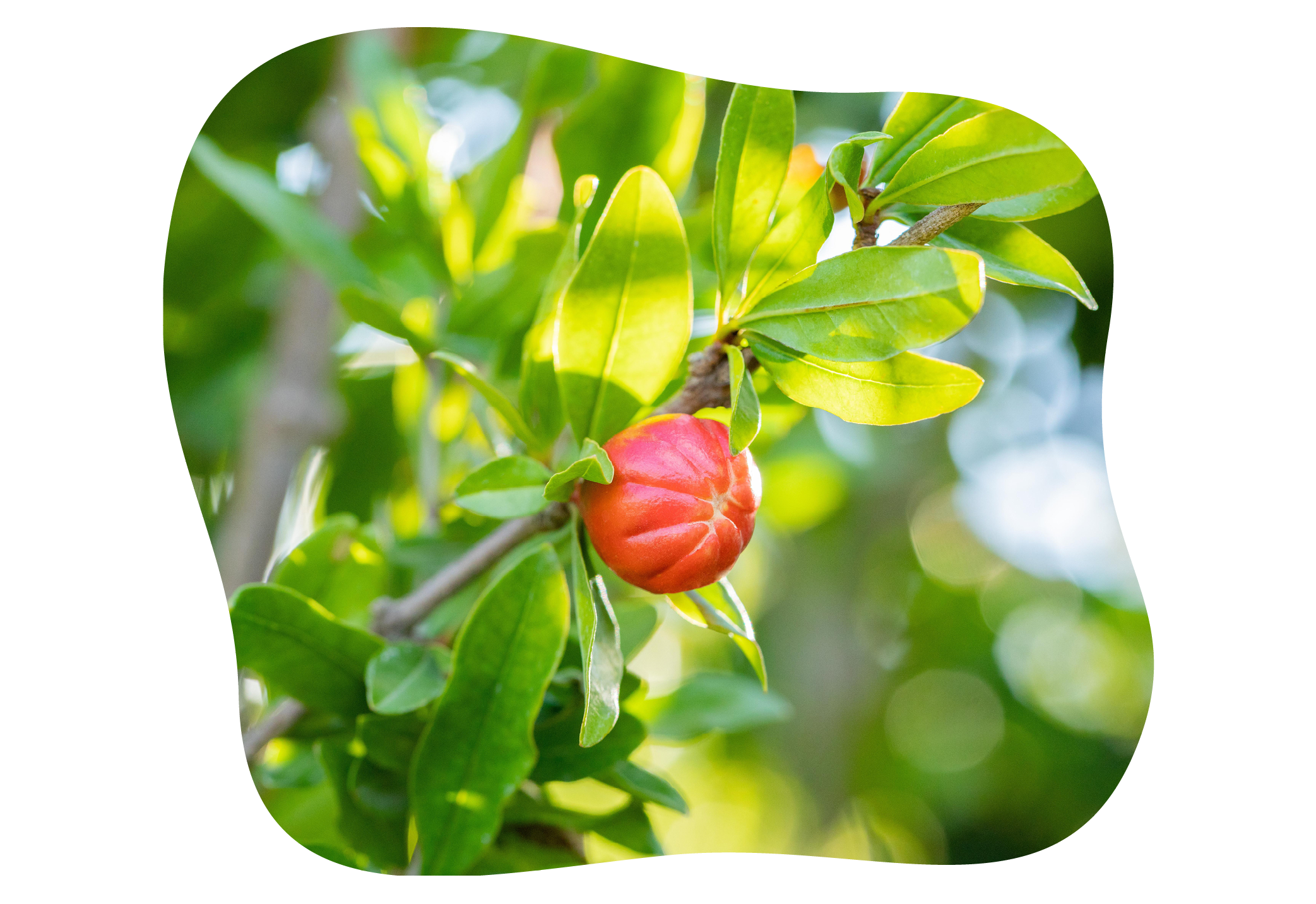 granatapfel_in_kiefls_welt_gartencenter_kiefl_in_gauting_bei_meunchen.png