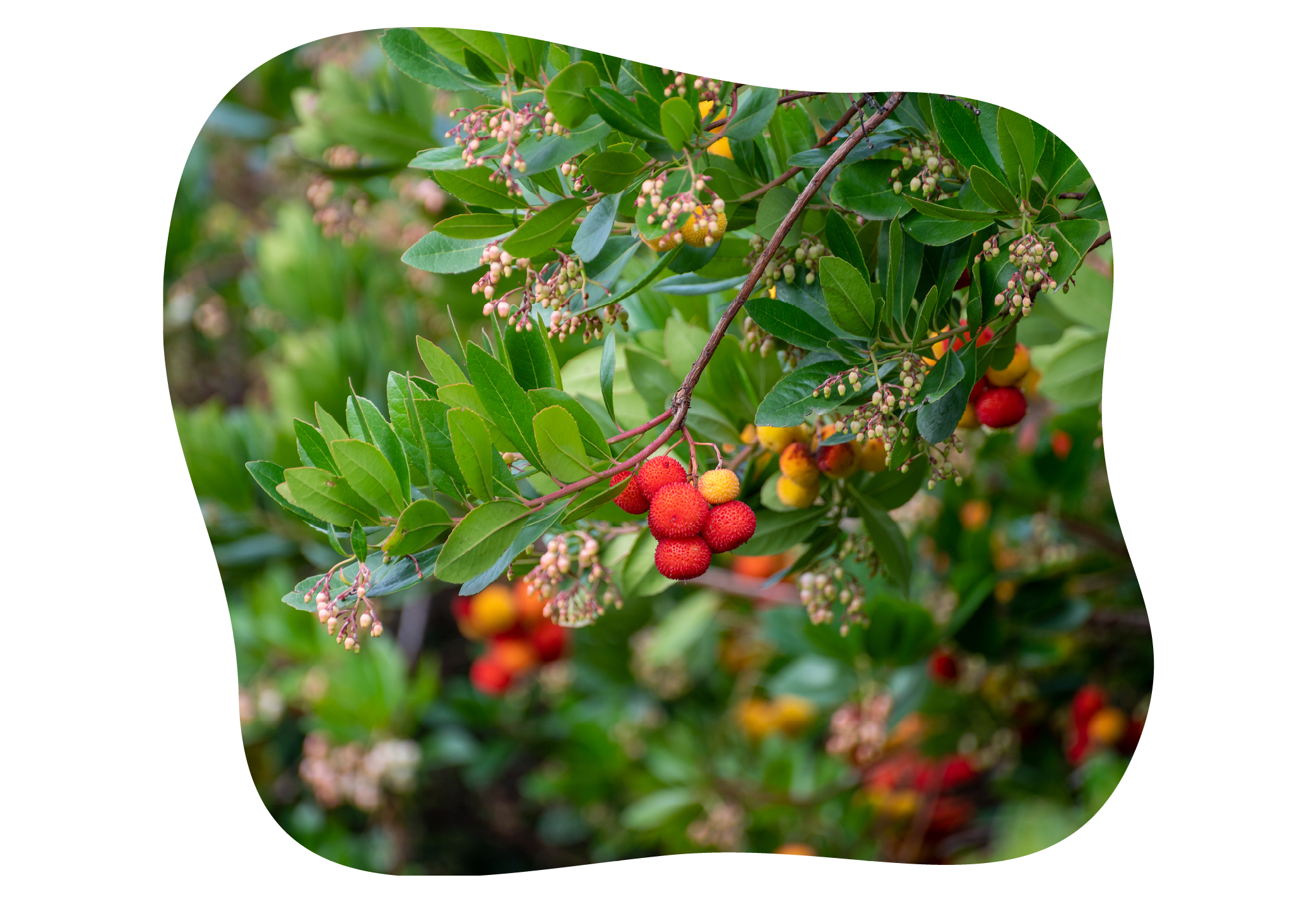 erdbeerbaum_in_kiefls_welt_gartencenter_kiefl_in_gauting_bei_meunchen.png