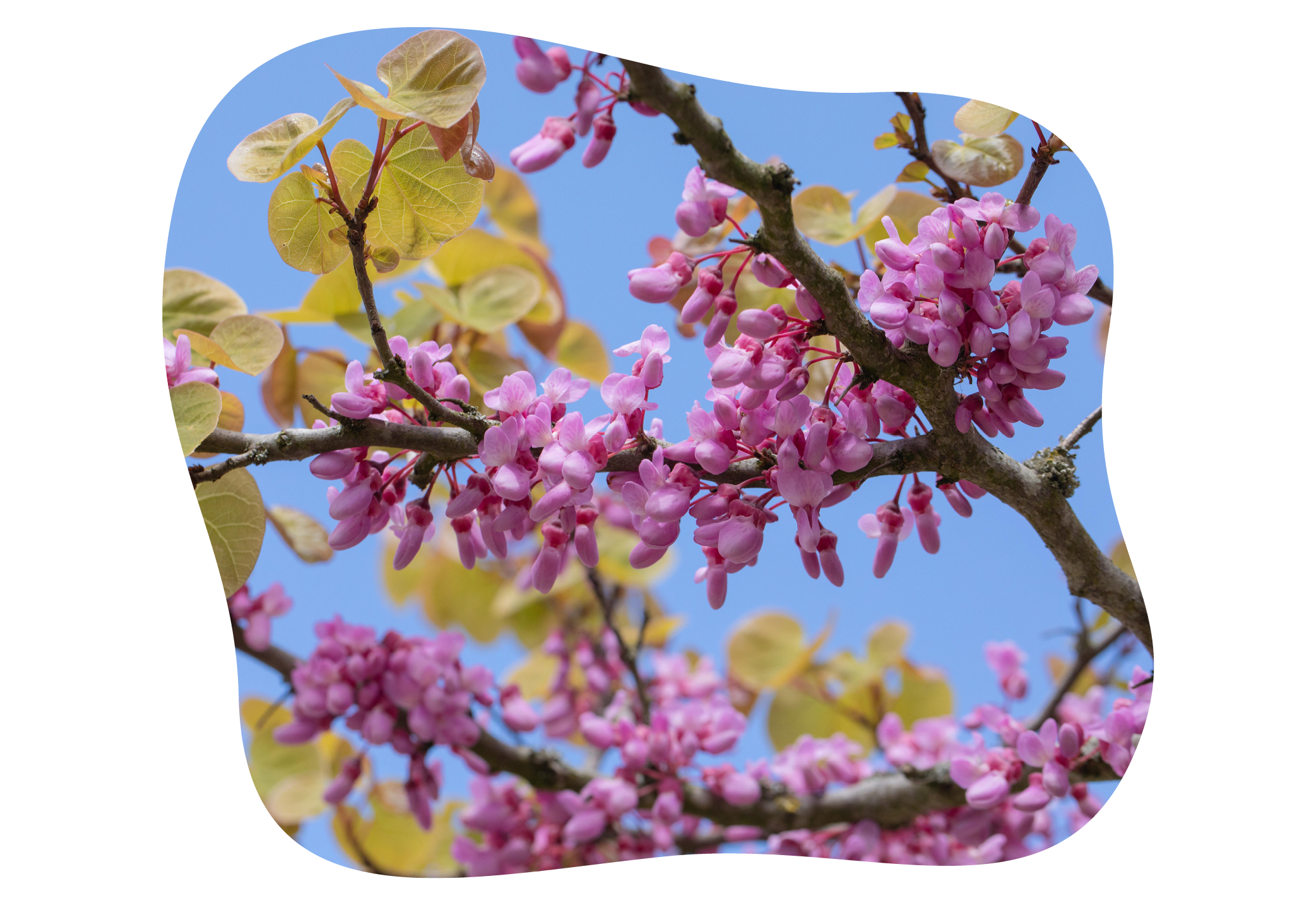 cercis_in_kiefls_welt_gartencenter_kiefl_in_gauting_bei_meunchen.png