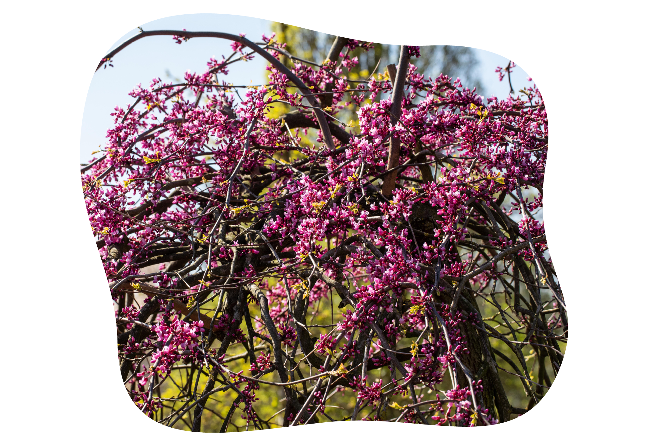 cercis_in_kiefls_welt_gartencenter_kiefl_in_gauting_bei_meunchen_1.png