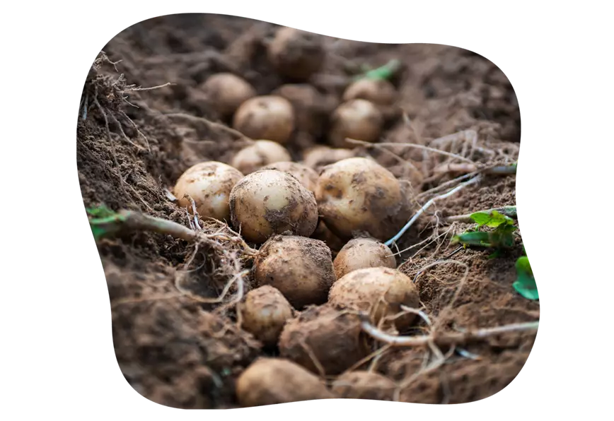 kartoffel-anbau-im-beet-im-gartencenter-kiefl-in-gauting-bei-muenchen-1.png
